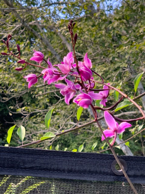 Pine Pink Orchid (Bletia purpurea)