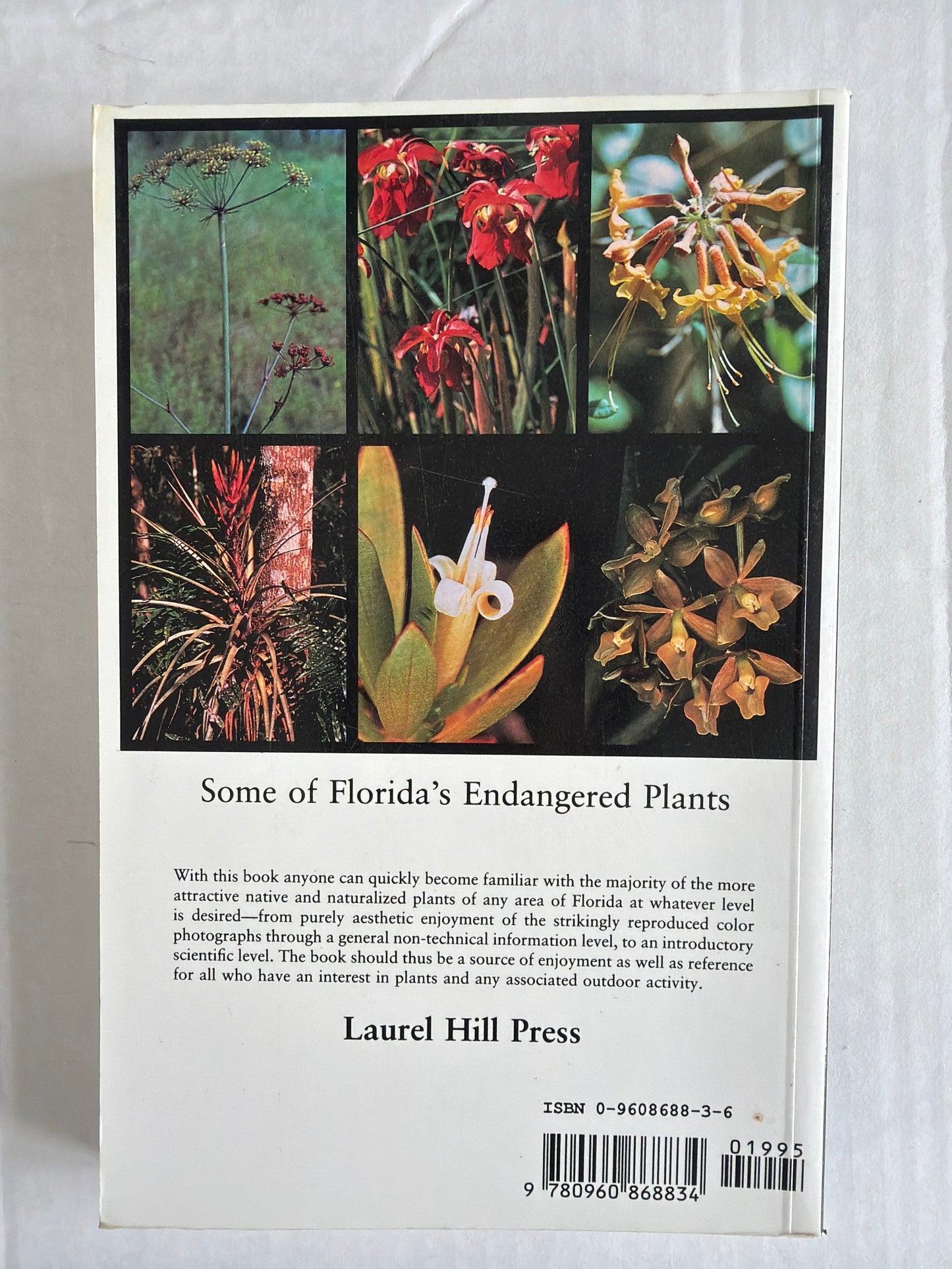 Florida Wild Flowers & Roadside Plants