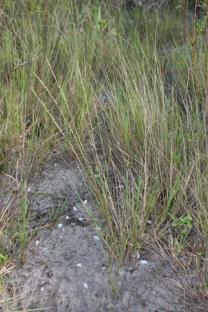 Arrowfeather Threeawn (Aristida purpurascens)