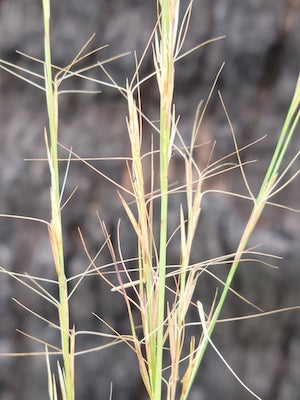 Arrowfeather Threeawn (Aristida purpurascens)