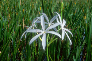 Crinum Lily (Crinum americanum)