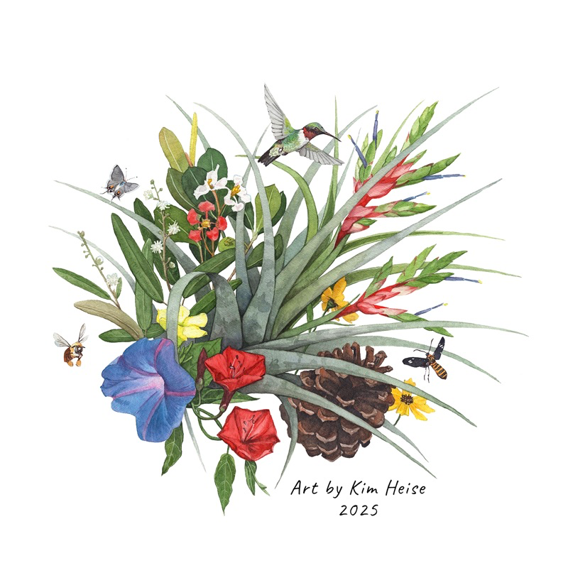 Unisex Tillandsia T-shirt With Custom Artwork By Kim Heise