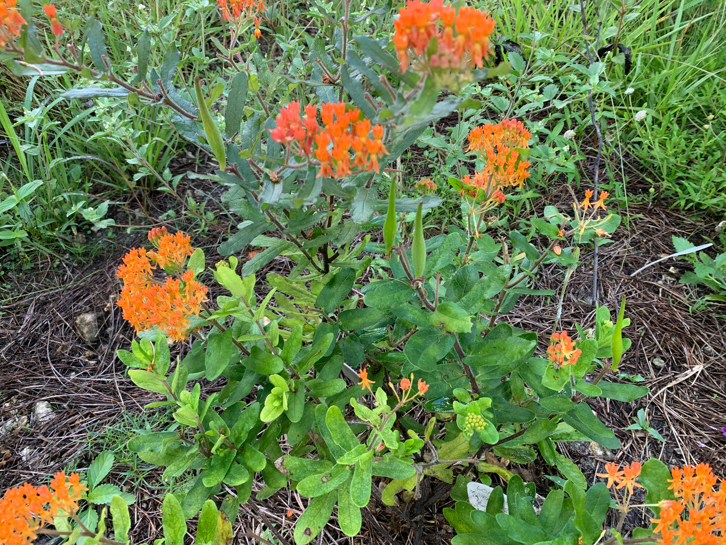 Butterflyweed (Asclepias tuberosa ssp wolfsii)