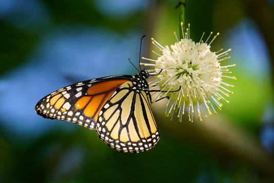 Buttonbush  (Cephalanthus occidentalis)