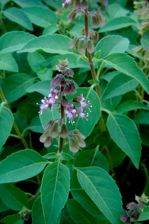 Wild Basil (Ocimum campechianum)