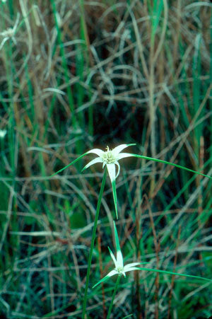 Florida Whitetop (Rhynchospora floridense)