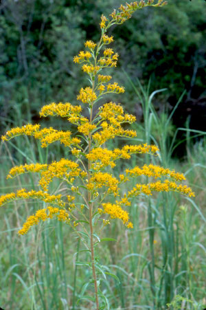 Chapman's Goldenrod (Solidago chapmanii)