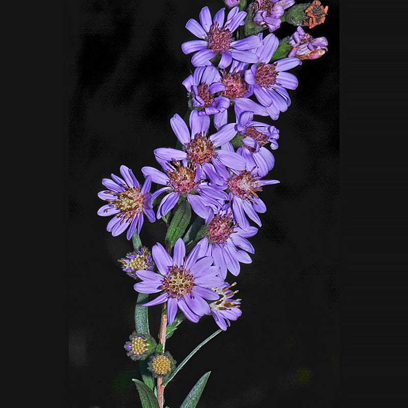 Eastern Silver Aster (Symphyotrichum concolor)