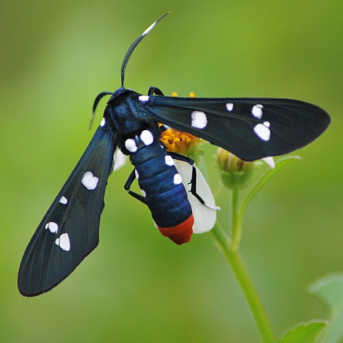 Devil's Potato (Echites umbellatus)