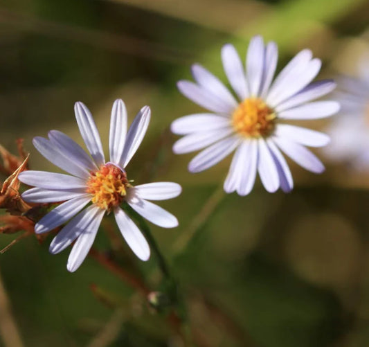 Bahama Aster (Symphyotrichum bahamense)