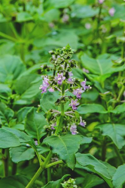 Wild Basil (Ocimum campechianum)