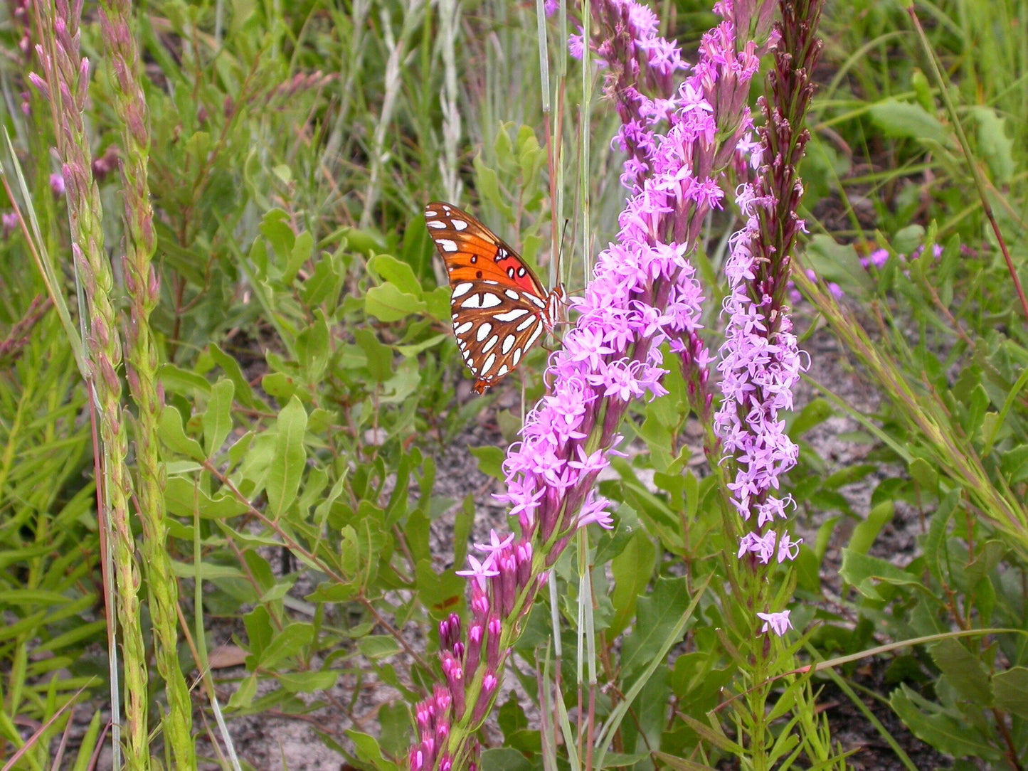 Chapman's Blazing Star (Liatris chapmanii). (LIMIT 2 PER ORDER)