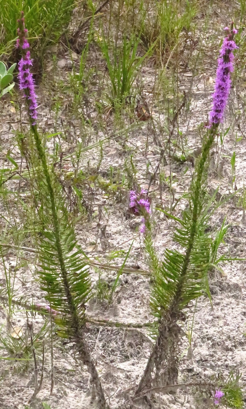 Chapman's Blazing Star (Liatris chapmanii). (LIMIT 2 PER ORDER)