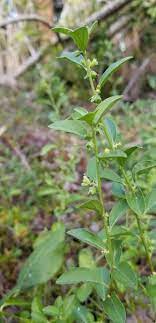 Blodgett's Wild Mercury, Blodgett's Silverbush (Argythamnia blodgettii)