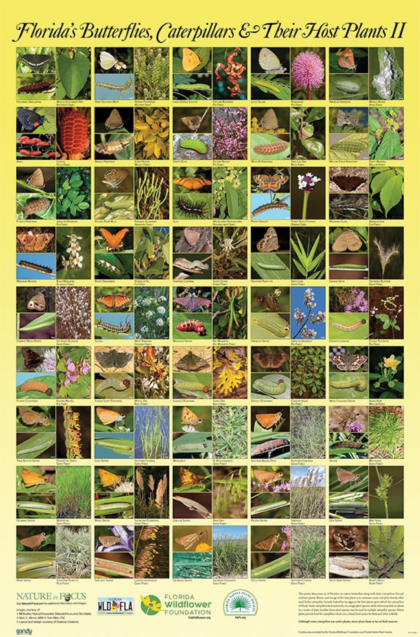 Florida's Butterflies, Caterpillars & Their Host Plants POSTER II