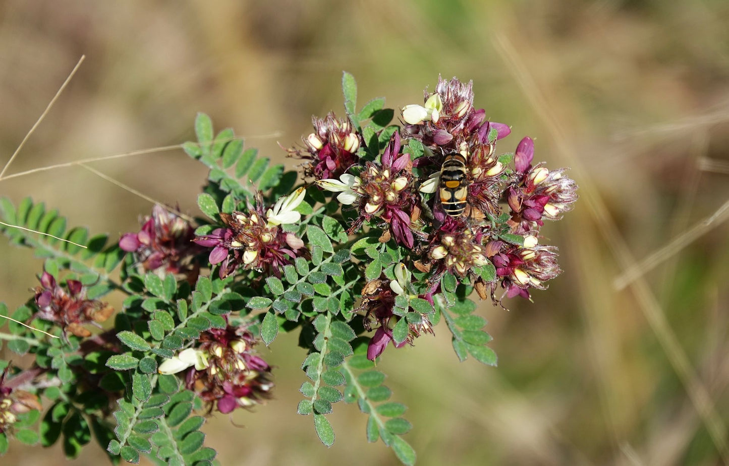 Florida prairieclover (Dalea floridana)