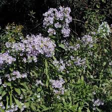 Elliott's Aster (Symphyotrichum elliottii)