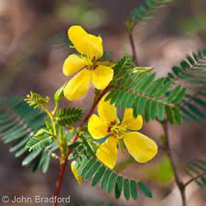 Common Partridgepea. (Chamaecrista fasciculata)