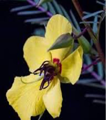 Deering's Partridgepea. (Chamaecrista deeringiana)