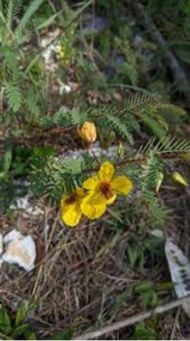 Deering's Partridgepea. (Chamaecrista deeringiana)