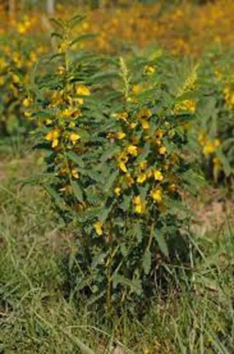 Common Partridgepea. (Chamaecrista fasciculata)