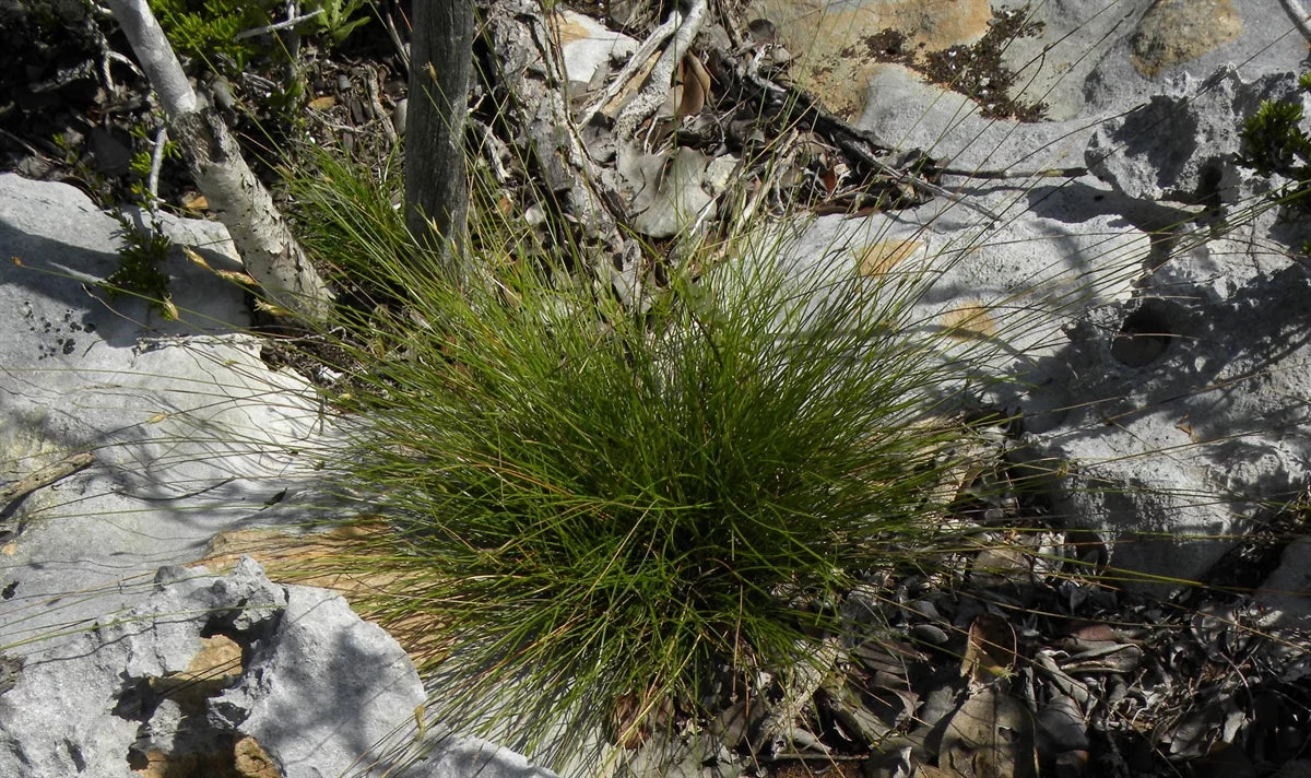 Flatspike Sedge (Abildgaardia ovata)