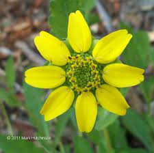 Florida Greeneyes (Berlandiera subacaulis)