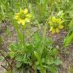Florida Greeneyes (Berlandiera subacaulis)