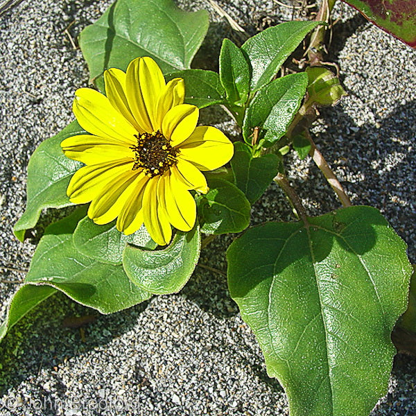 East Coast Dune Sunflower (Helianthus debilis subsp. debilis)