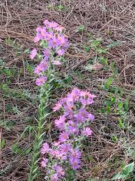 Eastern Silver Aster (Symphyotrichum concolor)