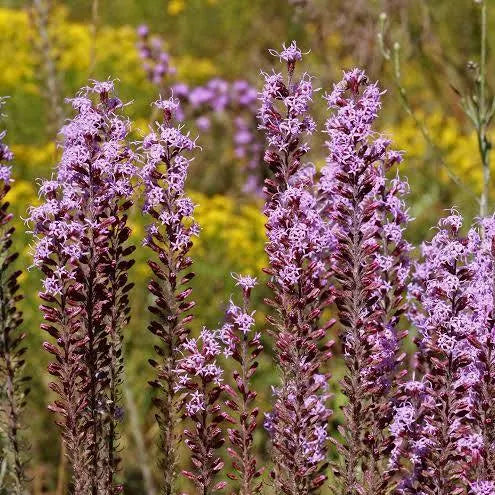 Slender Blazing-Star; Liatris gracilis