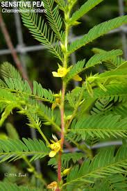 Sensitive Partridgepea (Chamaecrista nictitans)