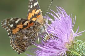 Purple Thistle, Cirsium horridulum