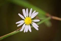 Perennial Salt Marsh Aster (Symphyotrichum tenuifolium)