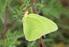Common Partridgepea. (Chamaecrista fasciculata)