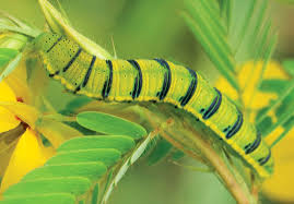 Deering's Partridgepea. (Chamaecrista deeringiana)