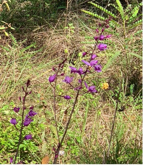Pine Pink Orchid (Bletia purpurea)