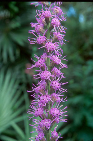 Dense Blazing Star (Liatris spicata).  (LIMIT 2 PER ORDER, PLEASE)