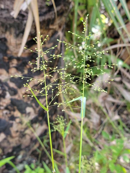 Cypress Witchgrass (Dichanthelium dichotomum)