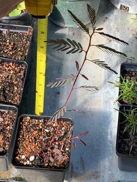 Deering Native Store Deering's Partridgepea. (Chamaecrista deeringiana) – DCFNPS Pop-up ...