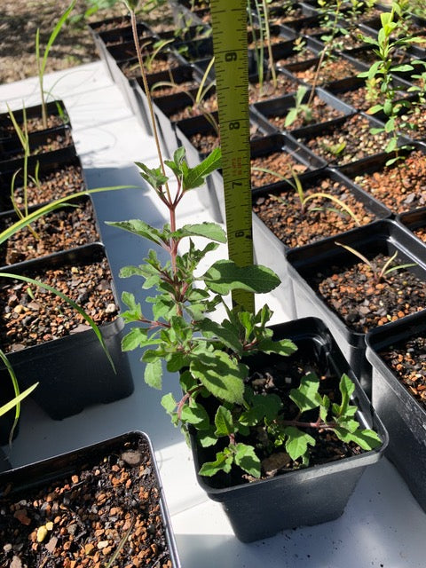 Pineland Blackanthers (Melanthera parvifolia)