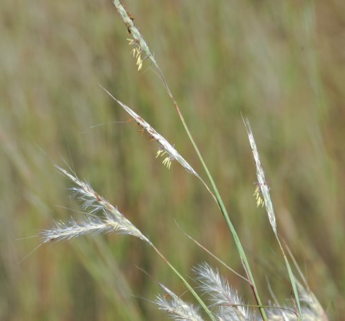 Splitbeard Bluestem (Andropogon ternarius) – DCFNPS Pop-up Native Plant ...