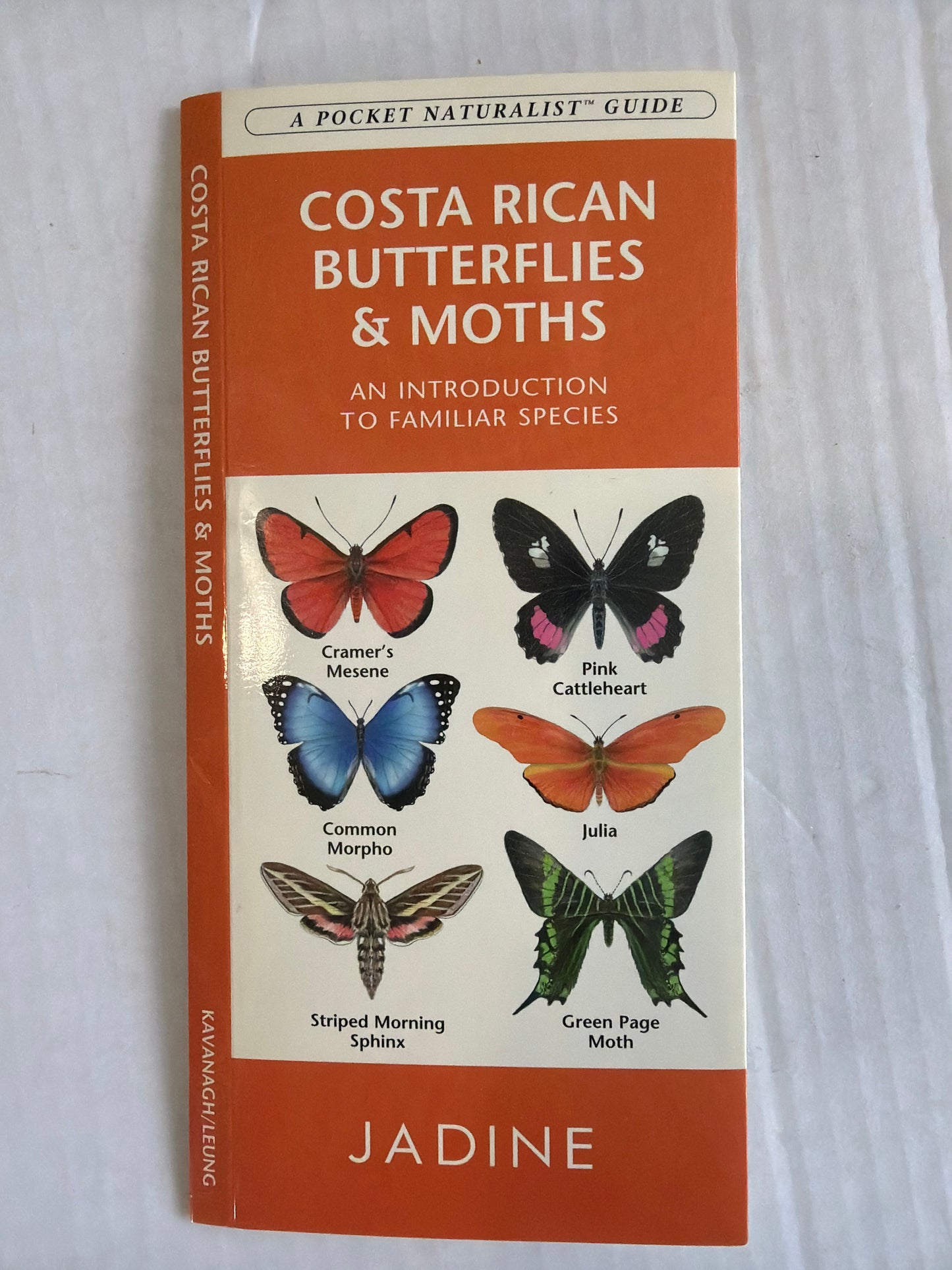 Costa Rican Butterflies & Moths