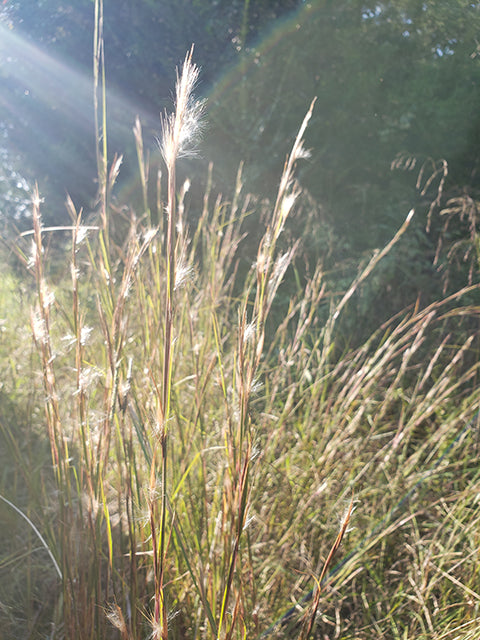 Broomsedge Bluestem (Andropogon virginicus)