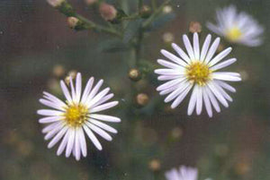 Rice-Button Aster (Symphyotrichum dumosum)