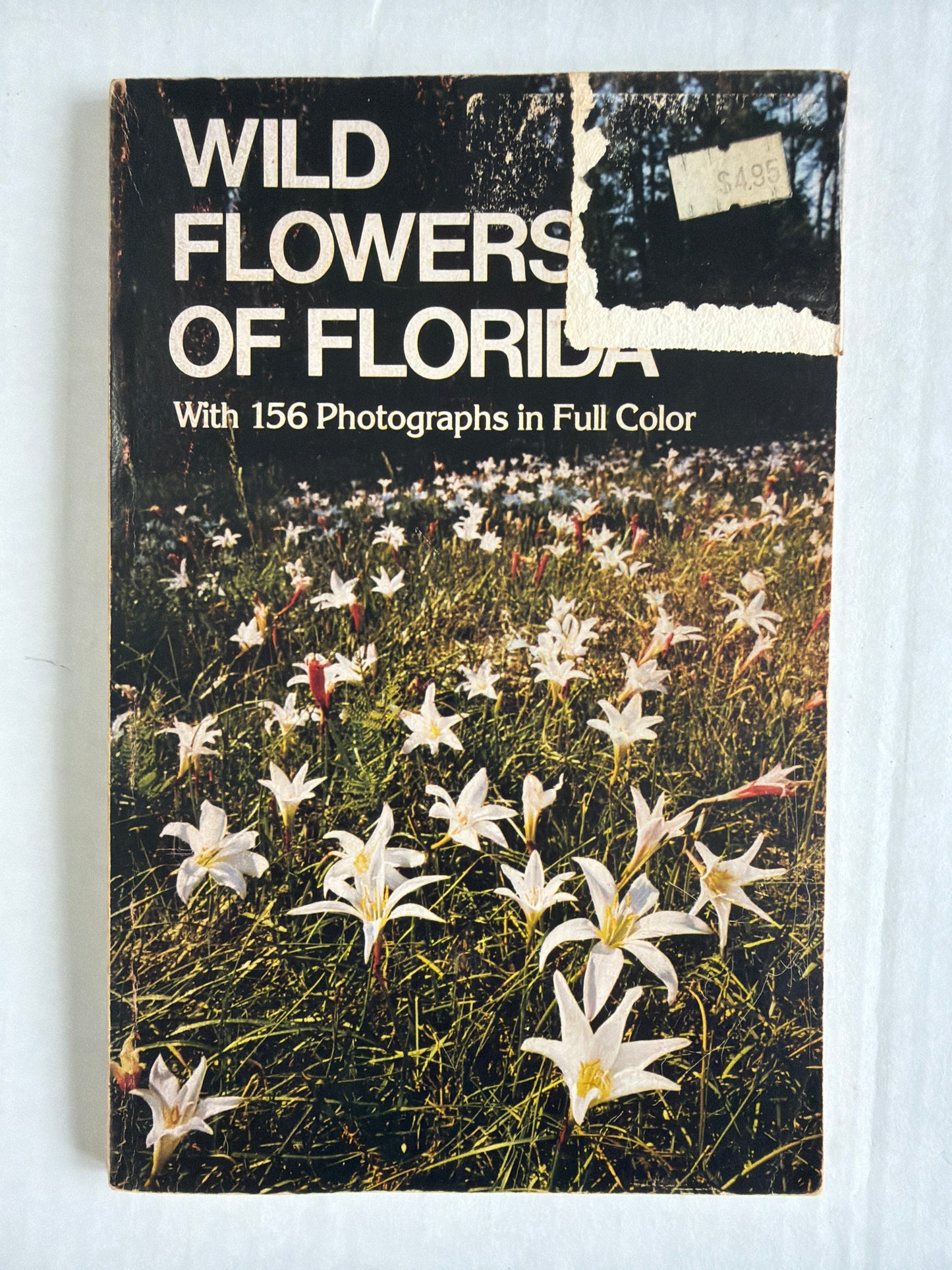 Wildflowers of Florida