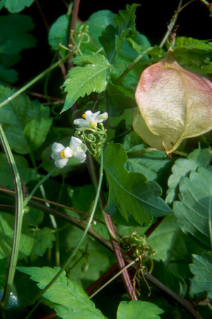 Balloon Vine (Cardiospermum corindum)