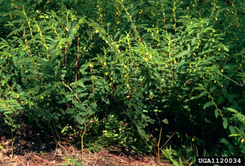 Sensitive Partridgepea (Chamaecrista nictitans)