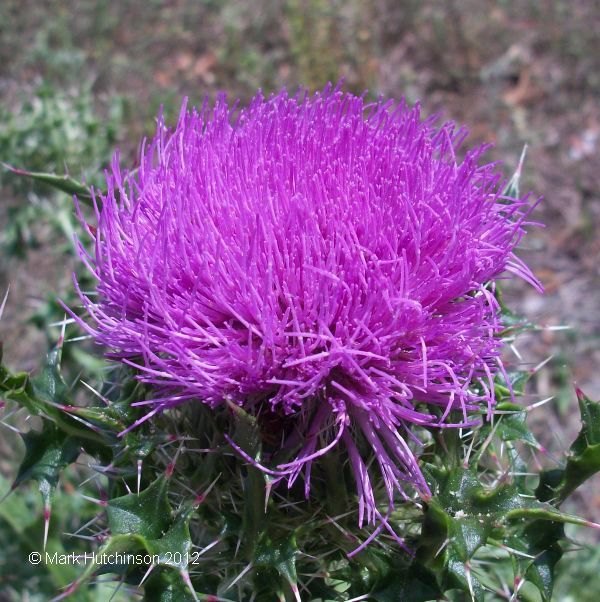 Purple Thistle, Cirsium horridulum