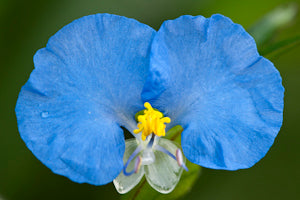 Whitemouth Dayflower.  (Commelina erecta)